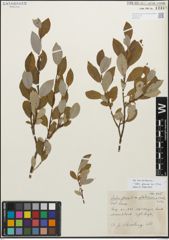 Foto von Salix glauca var. villosa Andersson
